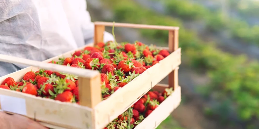 Zemenes izdevīgāk nopirkt vai pašam salasīt?