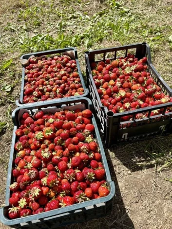 22 kilogramu ogu divās stundās.