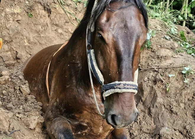 Zirgs bija iekritis pusotra metra dziļā bedrē.