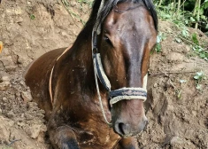 FOTO: Krāslavas novadā izglābta bedrē iekrituša zirga dzīvība