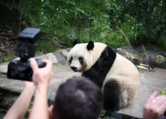 Desmitiem tūristu uz mūžu aizliegts apmeklēt Ķīnas milzu pandu audzēšanas bāzi