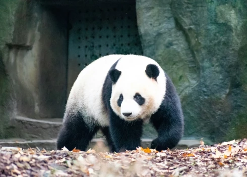 Некультурным туристам пожизненно запретили посещать центр разведения панд в Китае