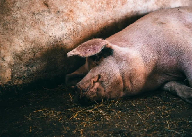 Nepilnas nedēļas laikā jau otrais Āfrikas cūku mēra uzliesmojums Valmieras novadā 