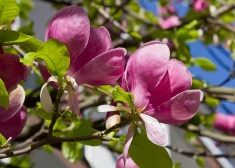 Koku karaliene - magnolija. Kuras sugas vislabāk aug Latvijā?