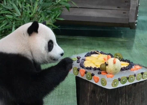 VIDEO: Taivānas jaunākā panda savā 4. dzimšanas dienā notiesā ledus augļu torti