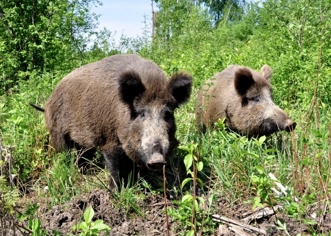 Āfrikas cūku mēris sasniedzis mežacūkas