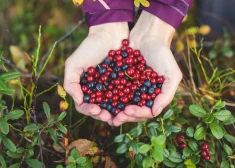 В Финляндии меняются правила работы для иностранных сборщиков лесных ягод