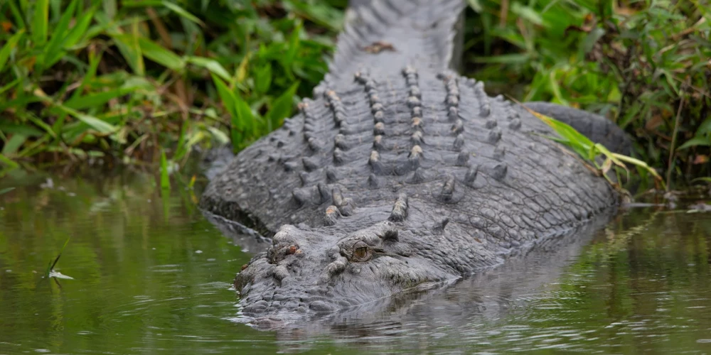 Austrālijā tiek meklēta 12 gadu veca meitene - aizdomas, ka viņai uzbrucis krokodils