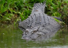 Austrālijā tiek meklēts 12 gadu vecs zēns - aizdomas, ka viņam uzbrucis krokodils