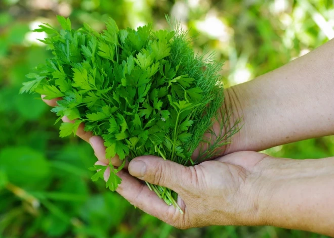 Zelta padoms svaigai elpai: ja ēsti ķiploki, pakošļā pētersīļus