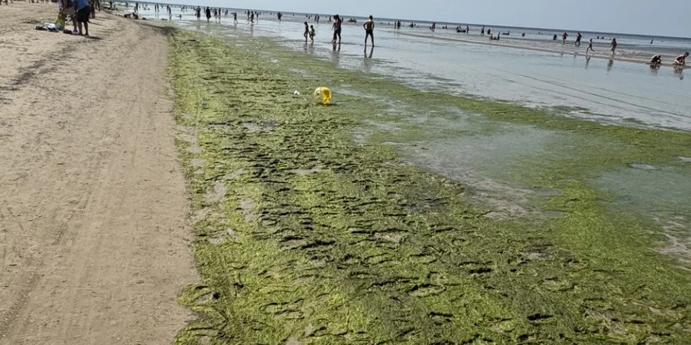 "Неужели нельзя как-то чистить пляж?" Отдыхающего огорчает зеленый "ковер" из водорослей на пляже в Булдури