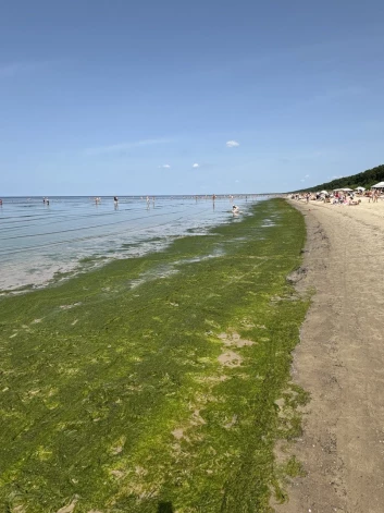 Ситуация с водорослями на пляже в Булдури.