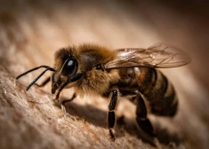 Пчела ужалила мужчину в крайне труднодоступное место