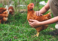 "Большинство людей заботит положение животных": Food Union отказался от яиц, снесенных курами в клетках