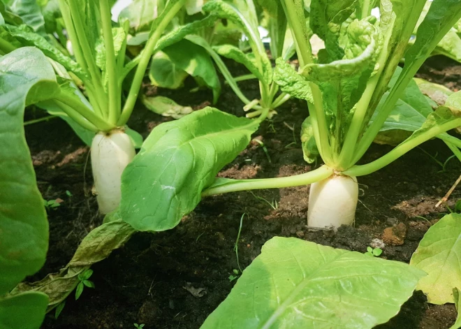 Jūlijs ir ideāls laiks sēt dārzeņus rudens ražai. Ko šobrīd var sēt?