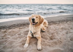Поведение собаки и ее хозяев на пляже возмутило людей - обидели ребенка и даже не извинились