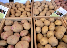 Почему латвийский картофель самый дорогой в странах Балтии?