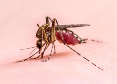 В Европе участились случаи смертельного вируса - все из-за комаров
