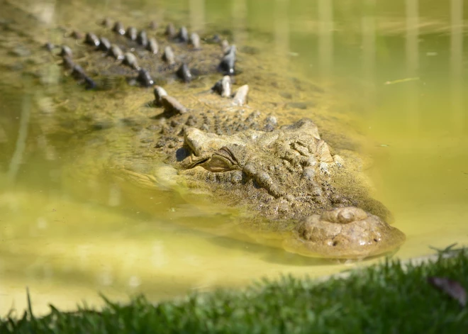 Austrālijā atrastas pazudušās 12 gadus vecās meitenes mirstīgās atliekas