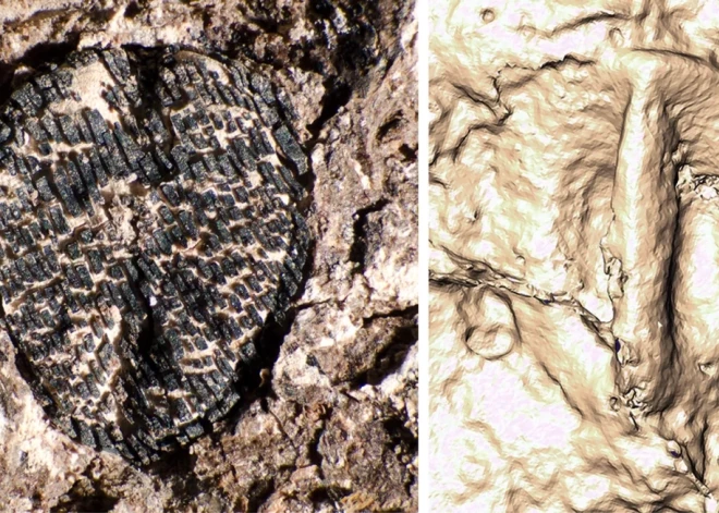Asteroīda trieciens nāca par labu vīnogām