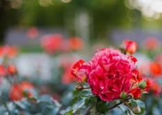 Foto: Ķemeru parkā krāšņi zied rozes

