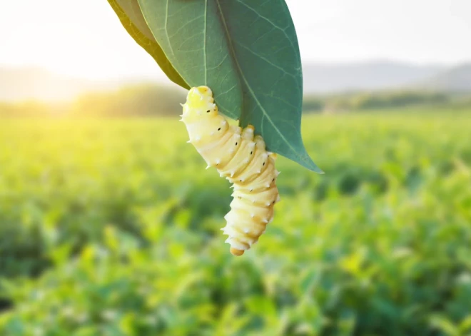 Kraukšķīgas vaboles uzkodā? Singapūrā apstiprina kukaiņus kā pārtikas produktus