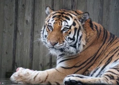 Тигр из Таллинского зоопарка не пережил операцию по удалению опухоли