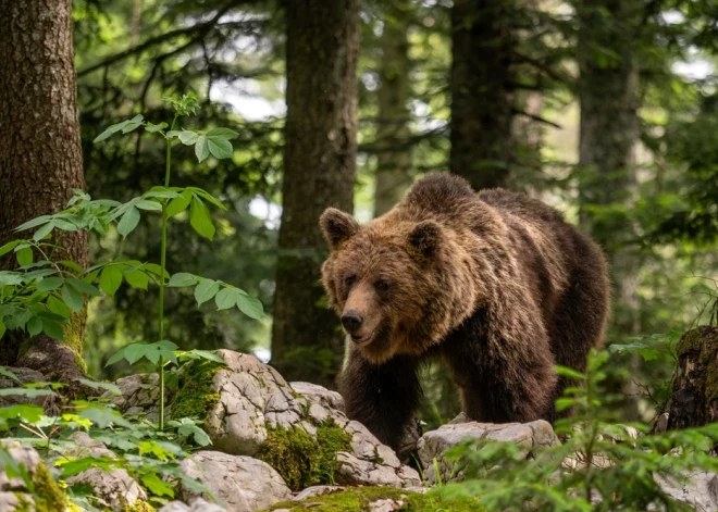 Rumānijā lācis saplosa 19 gadus vecu sievieti