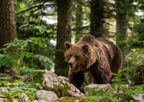 В Румынии медведь убил девушку на лесной тропе - повалил и утащил с собой