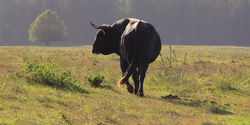 Šie nav fermas lopi, un veterinārās prasības nav ne samērīgi pamatotas, ne praktiski izpildāmas. Savvaļas vērši spēj sevi un mazuļus aizsargāt pret fizisku apdraudējumu, tostarp, ja nāks cilvēks iespiest ausī krotāliju.