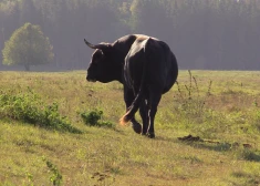 Šie nav fermas lopi, un veterinārās prasības nav ne samērīgi pamatotas, ne praktiski izpildāmas. Savvaļas vērši spēj sevi un mazuļus aizsargāt pret fizisku apdraudējumu, tostarp, ja nāks cilvēks iespiest ausī krotāliju.