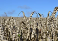 Lauksaimnieki: labības kulšanas sezona šogad Latvijā sākusies netipiski agri