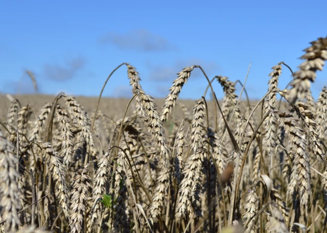 Lauksaimnieki: labības kulšanas sezona šogad Latvijā sākusies netipiski agri