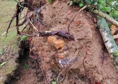 FOTO: Bauskas pilskalnā zem vētrā izgāzta koka atrasti divi galvaskausi un cilvēku kauli