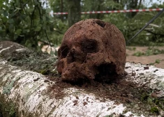 ФОТО: в бауском городище под сваленным штормом деревом нашли два черепа и человеческие кости