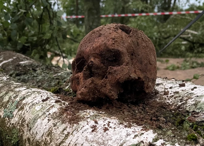 ФОТО: в бауском городище под сваленным штормом деревом нашли два черепа и человеческие кости