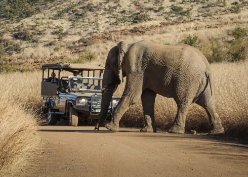 Ziloņi nogalina spāņu tūristu līgavas acu priekšā paša vainas dēļ