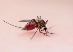 Малярия может прийти в Латвию - готовы ли к этому наши медики?