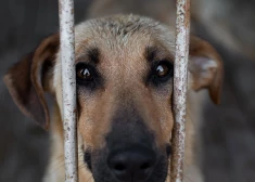 "Приют для животных - не лавка": взяв собаку, житель Елгавы посадил ее на цепь, а потом попросил заменить