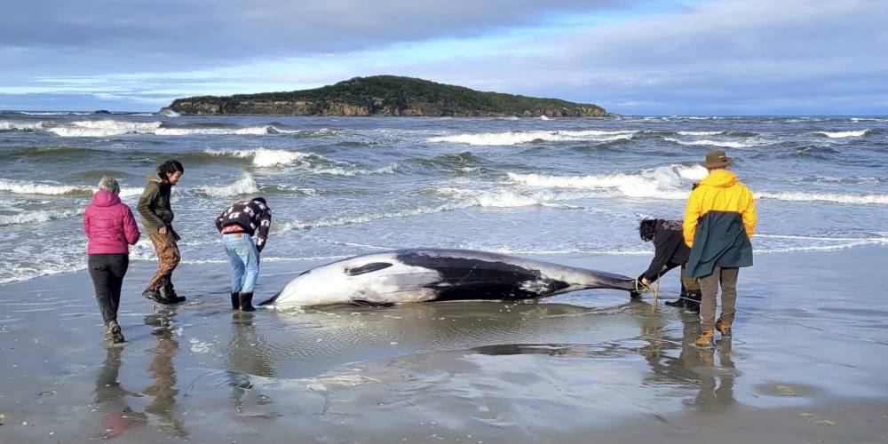 Jaunzēlandē izskalotais Mesoplodon traversii.