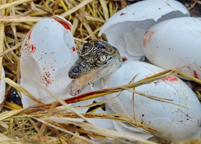 VIDEO: Kambodžā izšķīlušies krokodilu mazuļi, kas tika uzskatīti par teju izmirušiem