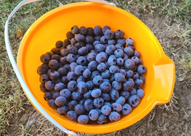 Gardās mellenes - veselībai, profilaksei un skaistumam