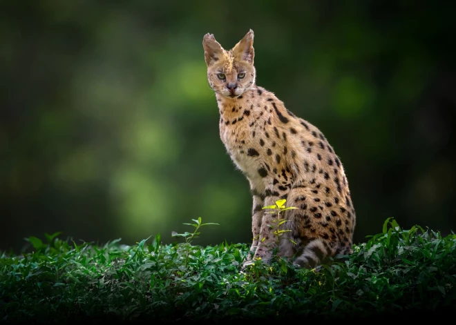 Liepājā izbēg un brīvsolī dodas milzīgais savvaļas kaķis servals