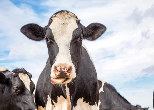 VIDEO: govij atrod aizvietotāju! Laboratorijā sakuļ sviestu no zila gaisa