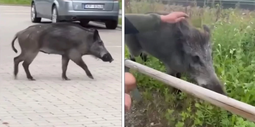 Люди гладят кабана, но эксперты говорят, что дикая природа непредсказуема.