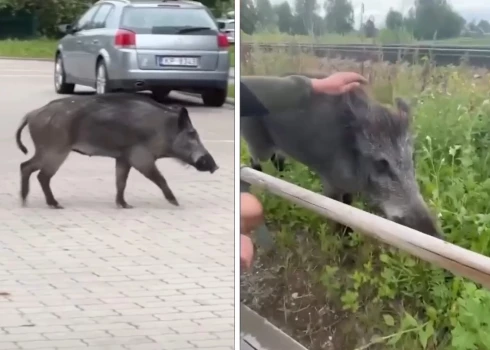 ВИДЕО: по Олайне разгуливает дикий кабан, который позволяет себя погладить, - но так ли это безопасно