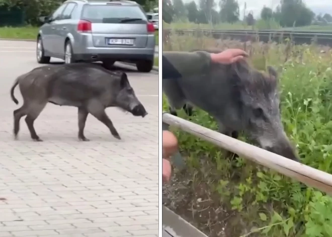 ВИДЕО: по Олайне разгуливает дикий кабан, который позволяет себя погладить, - но так ли это безопасно