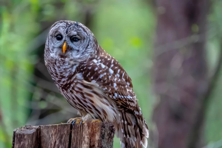 Amerikas pūce (Strix varia) izmantojusi iespēju apgūt plašākas teritorijas, bet nu daļu gaida izšaušana.