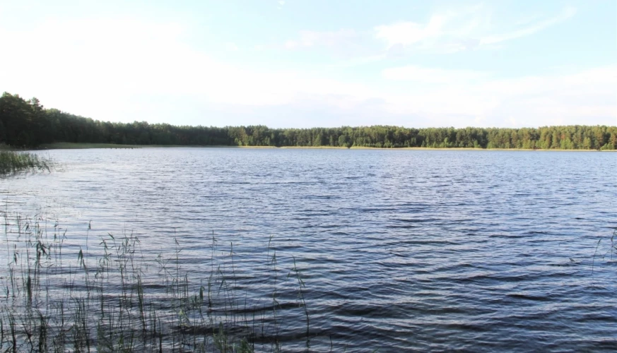 Lai arī Ummja ezerā vasarās ir aizliegts peldēties, lai aizsargātu Dortmaņa lobēliju, un par to draud bargs naudas sods, vietējie ziņo – dabas piemēslotāji aktīvi savas miesas mērcē dzidrajā Ummī.