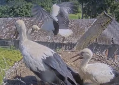 VIDEO: Mammas un Tuka stārķu mazulis veic pirmo lidojumu šogad